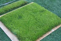 Close up of the Live Hybrid System by Geo Turf USA that combines real natural grass growing between blades of synthetic turf.